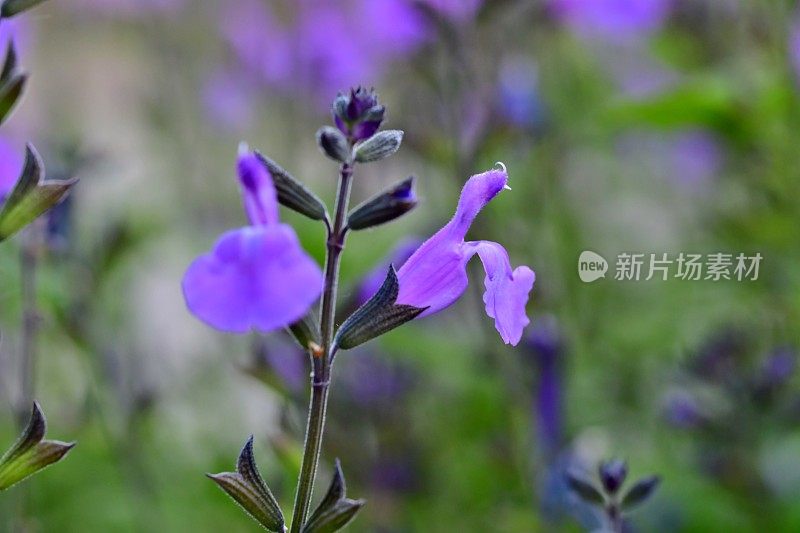 小叶鼠尾草/鼠尾草:蓝色花朵